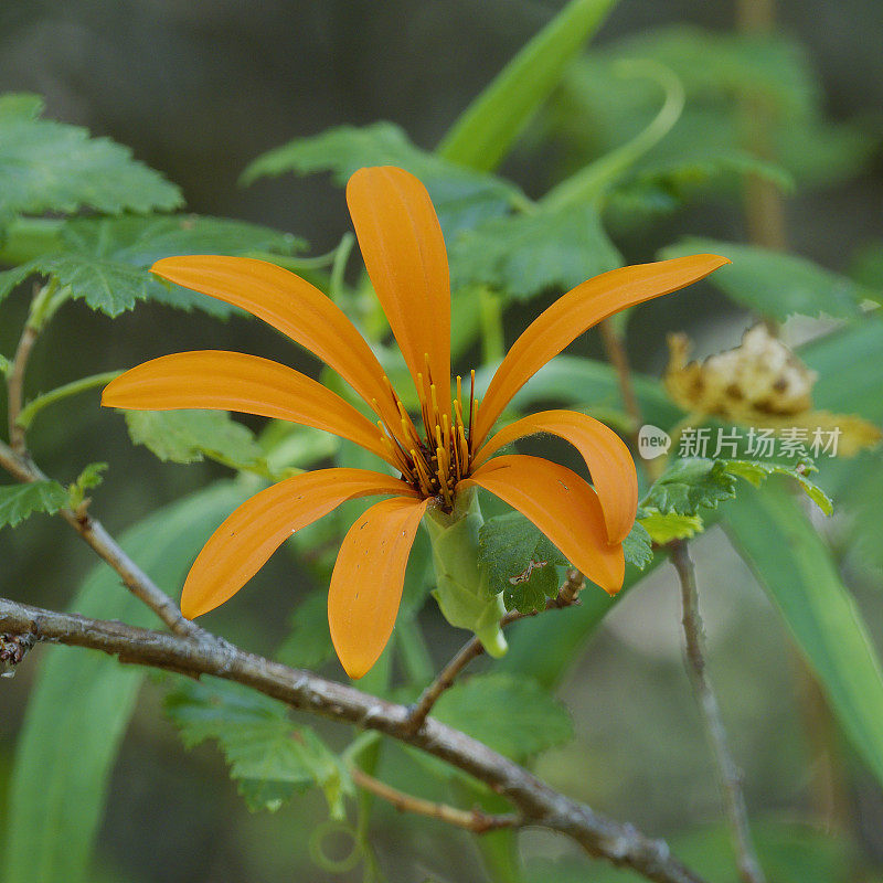 一朵橙色康乃馨(西班牙语:Clavel de Campo Anaranjado)